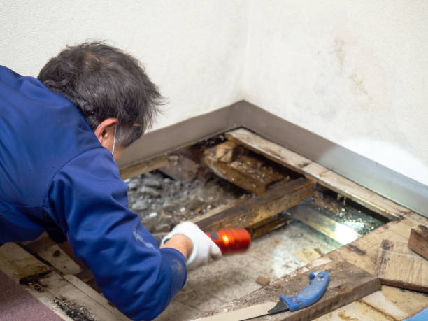 Best DIY Mold Remediation Support Services in Iona, FL