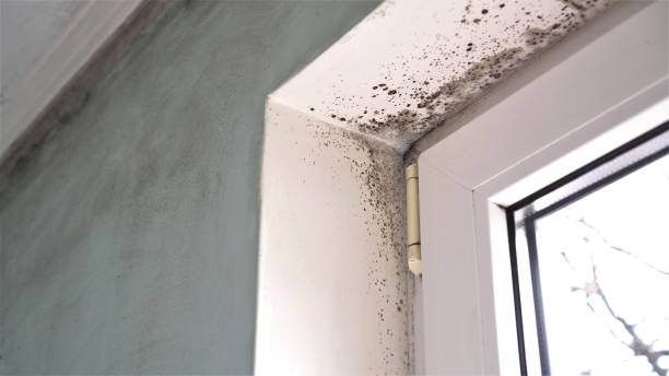 Best Post-Flood Mold Remediation in Iona, FL
