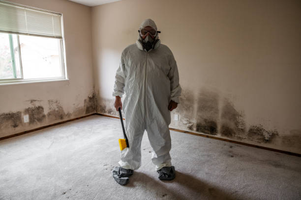 Best Attic Mold Remediation in Iona, FL